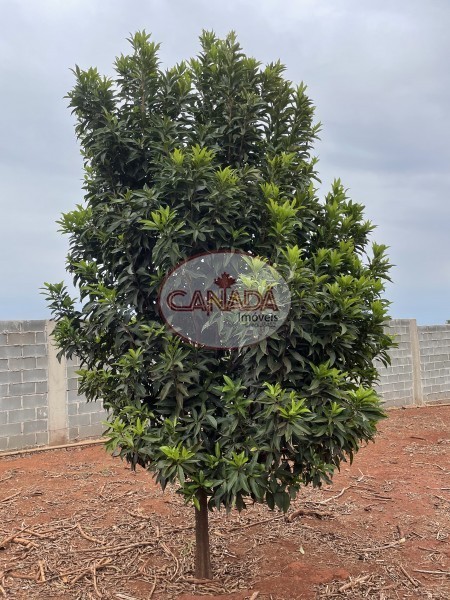 Aliança Imóveis - Imobiliária em Ribeirão Preto - SP - CHACARA - CONDOMÍNIO PANORAMA - RIBEIRAO PRETO