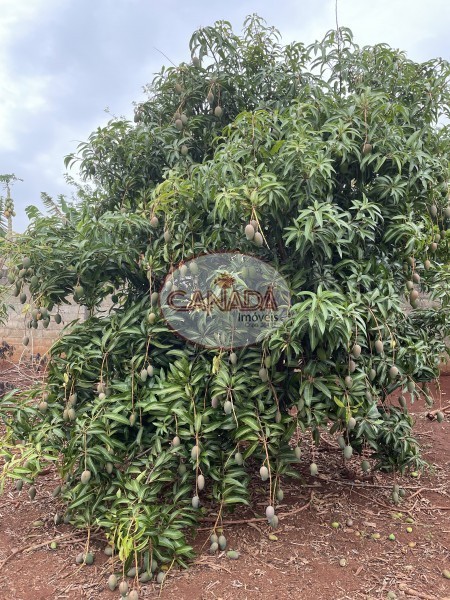 Chácara, 4 quartos, 5000 m² - Foto 12